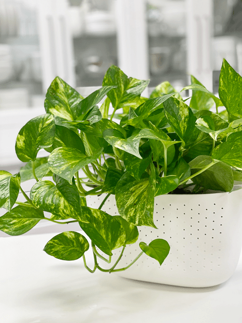 Golden Pothos Care 101