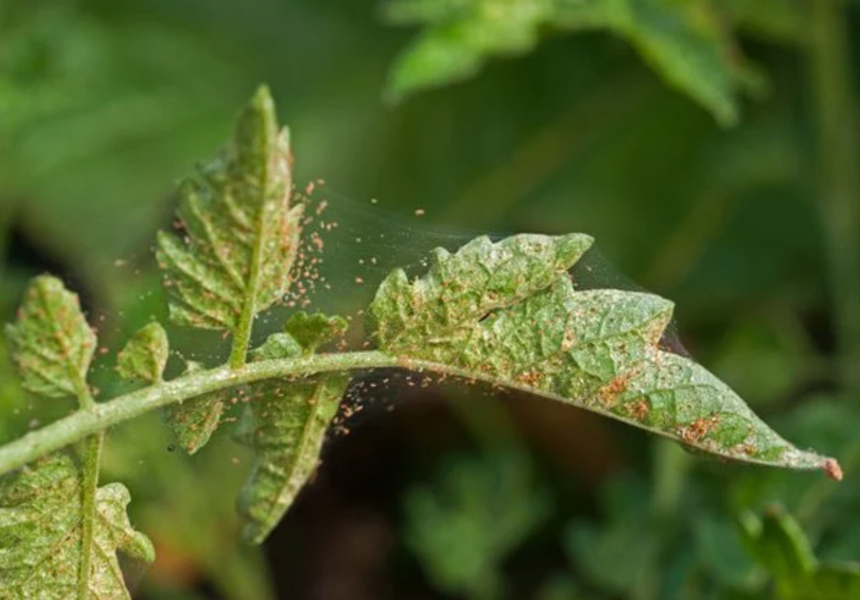 How to Treat Spider Mites 101