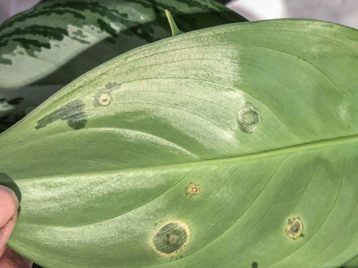 How to treat Bacterial & Fungal leaf spot