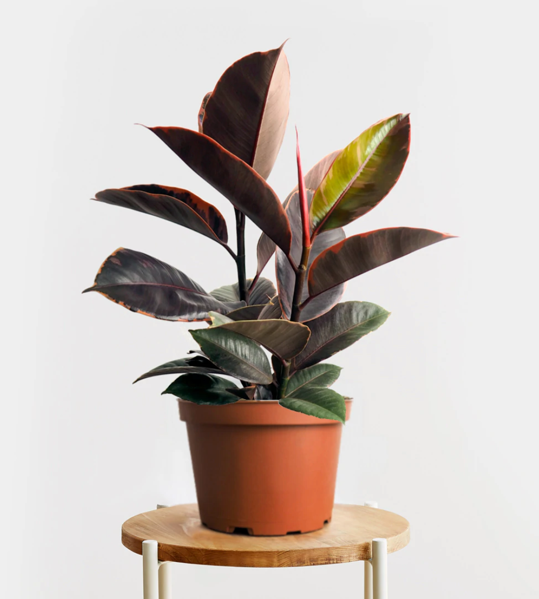 little warty succulent Gasteria 'Little Warty'