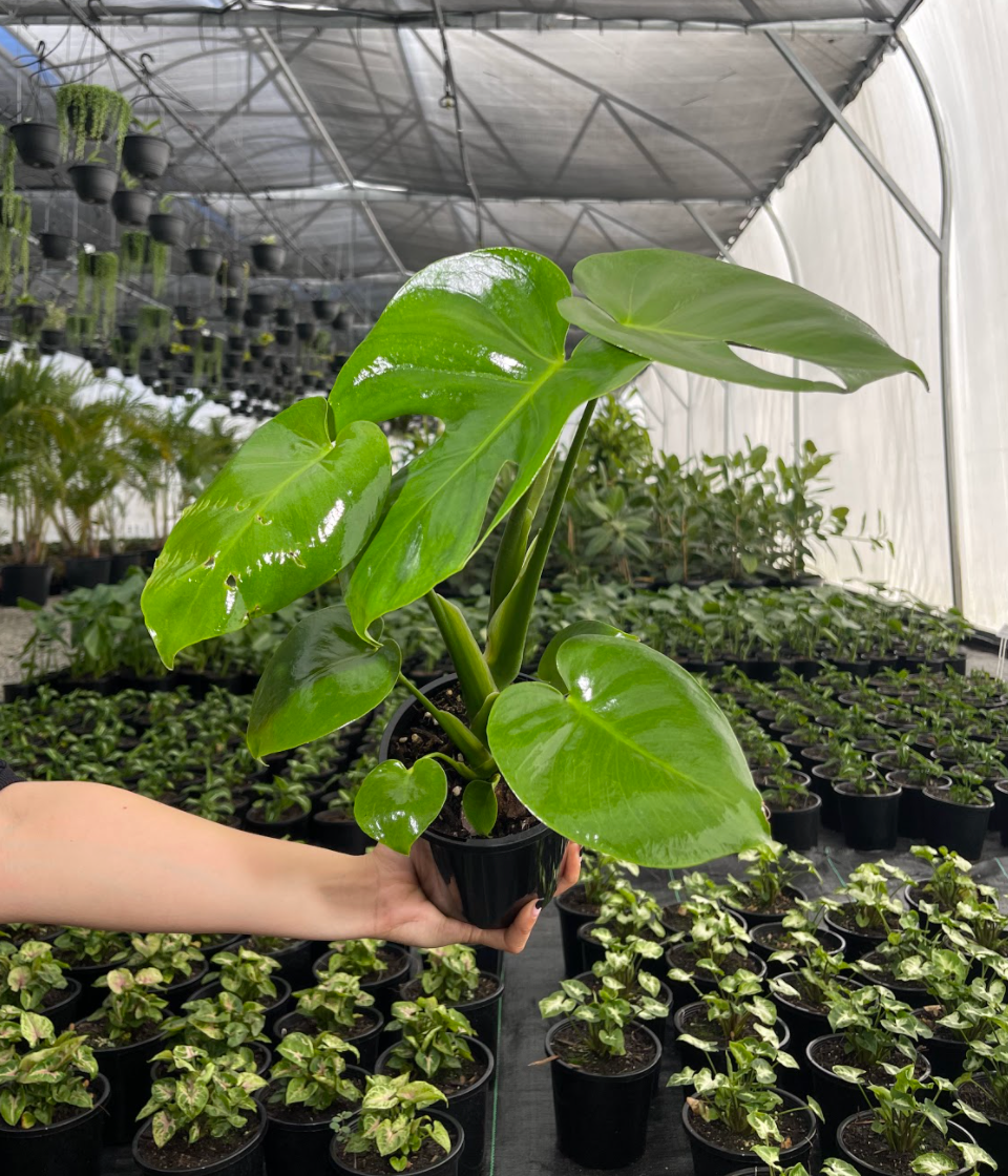 philodendron green Heart Leaf Philodendron 4in main image 0
