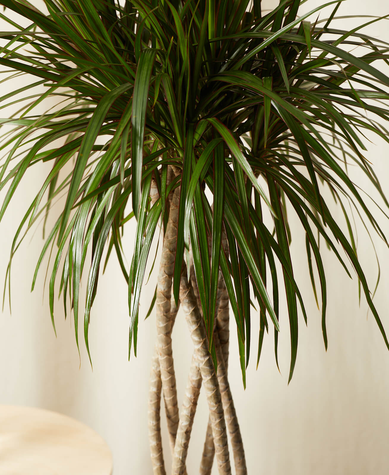 Dracaena Care 101