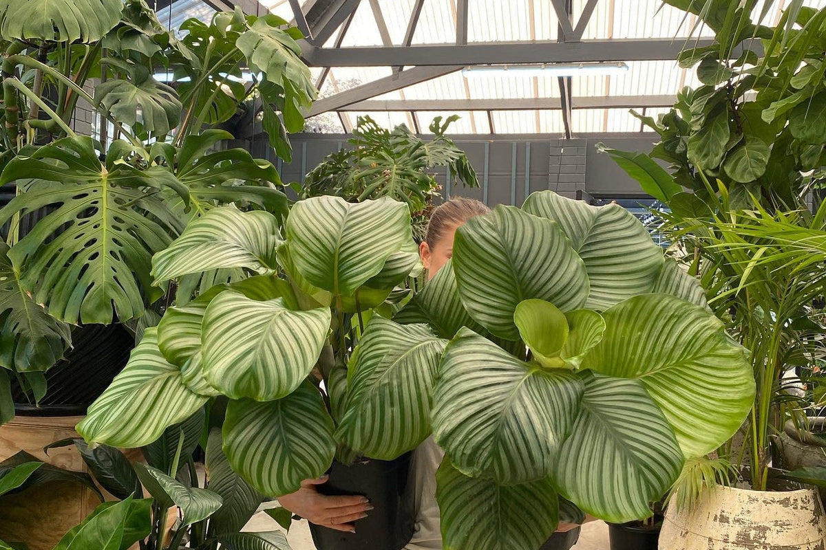 Two large Calathea Orbifolia held up among indoor plants at Waldecks