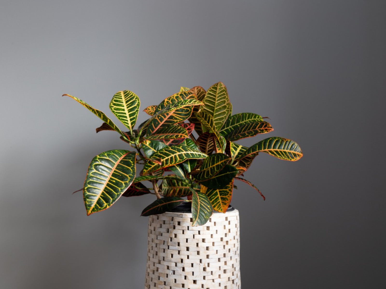 Croton Care 101