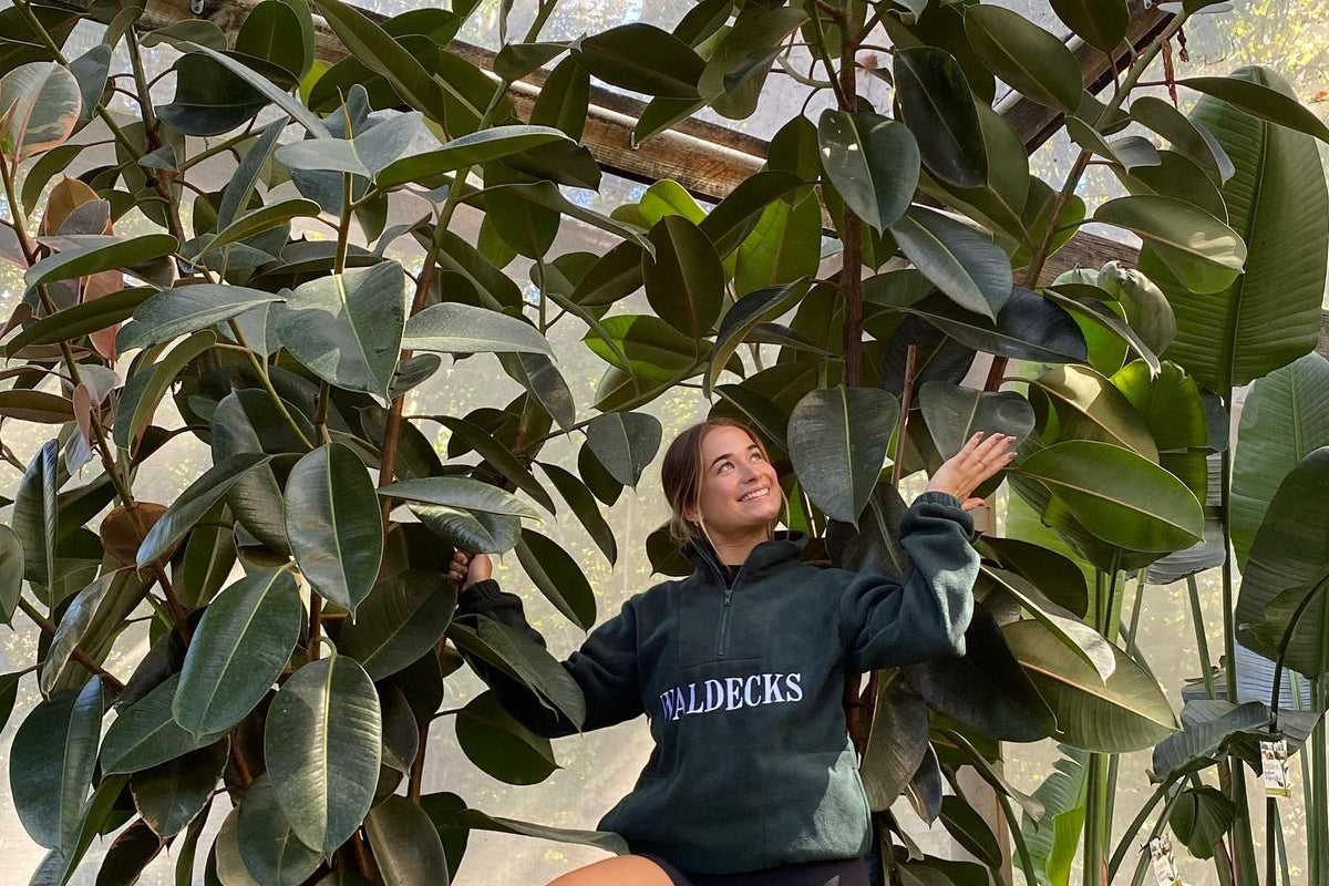 Waldecks team member among large rubber plants and strelitzias in our production nursery shade house
