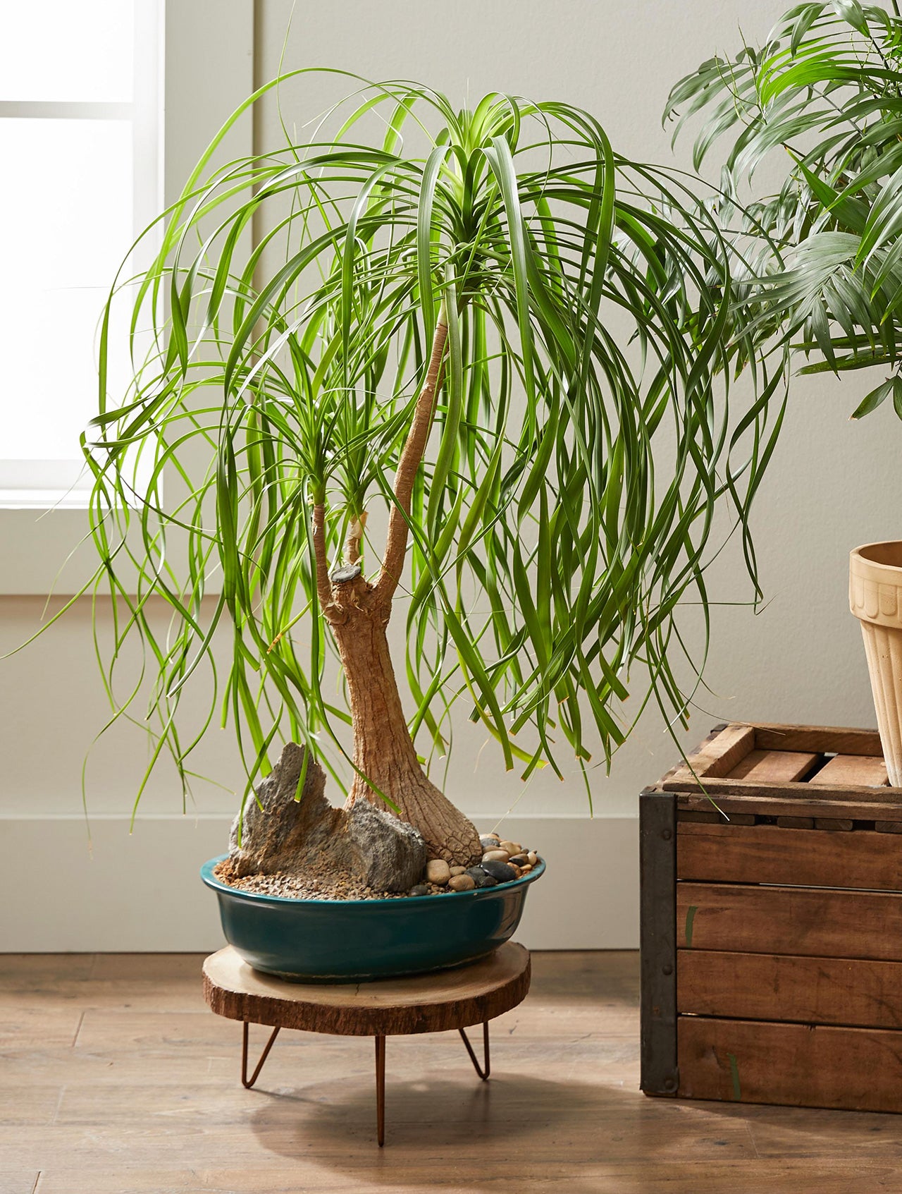 philodendron alternans Philodendron alternans – Entre Raízes Botânica