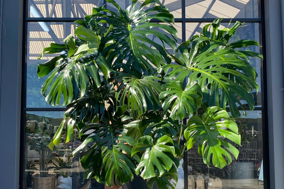 Large Monstera Deliciosa with split leaves held up in front of a Waldecks garden centre window