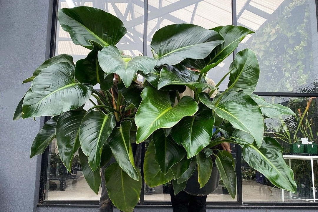Large philodendron held up in front of a nursery window
