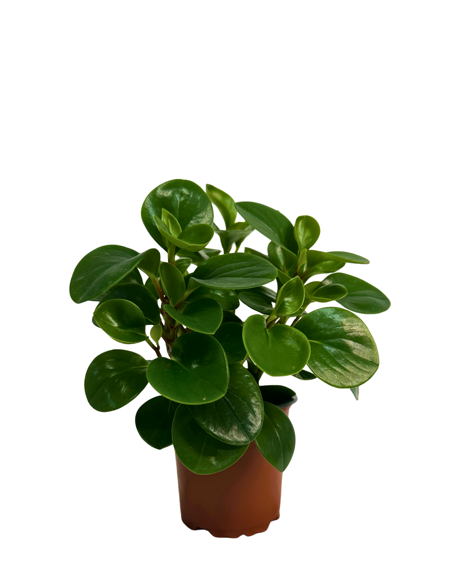 Peperomia Obtusifolia