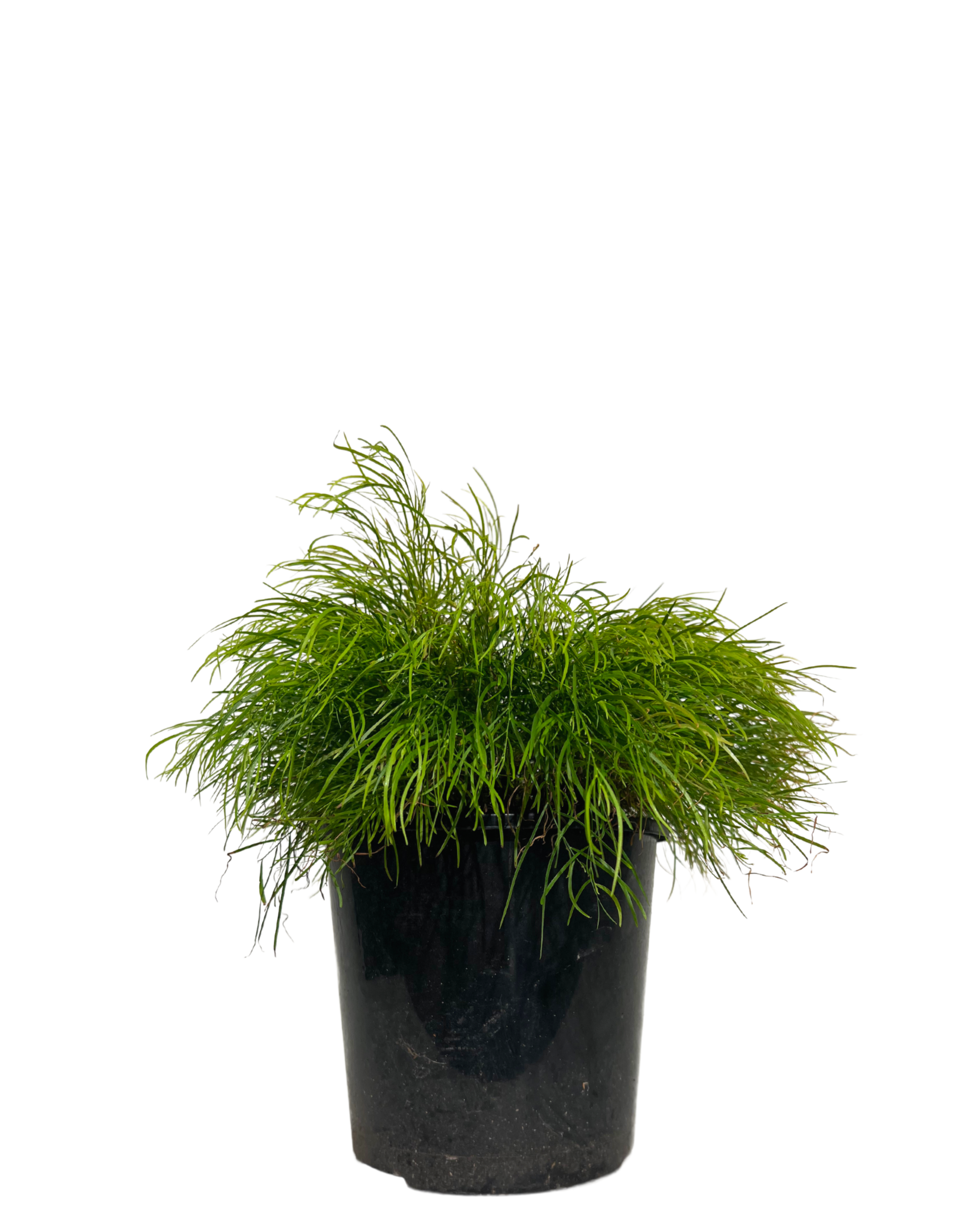 Acacia Cognata Limelight