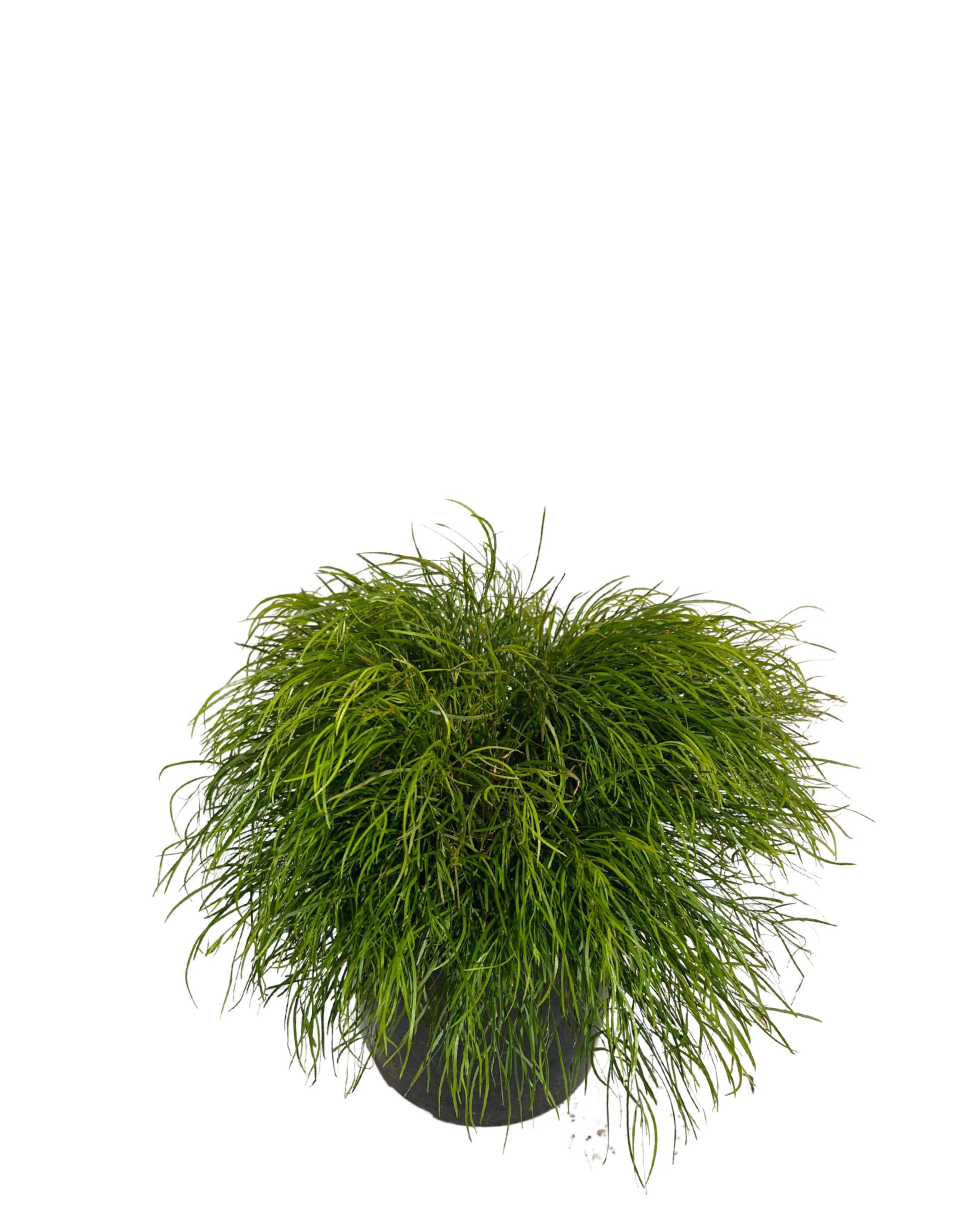 Acacia Cognata Limelight