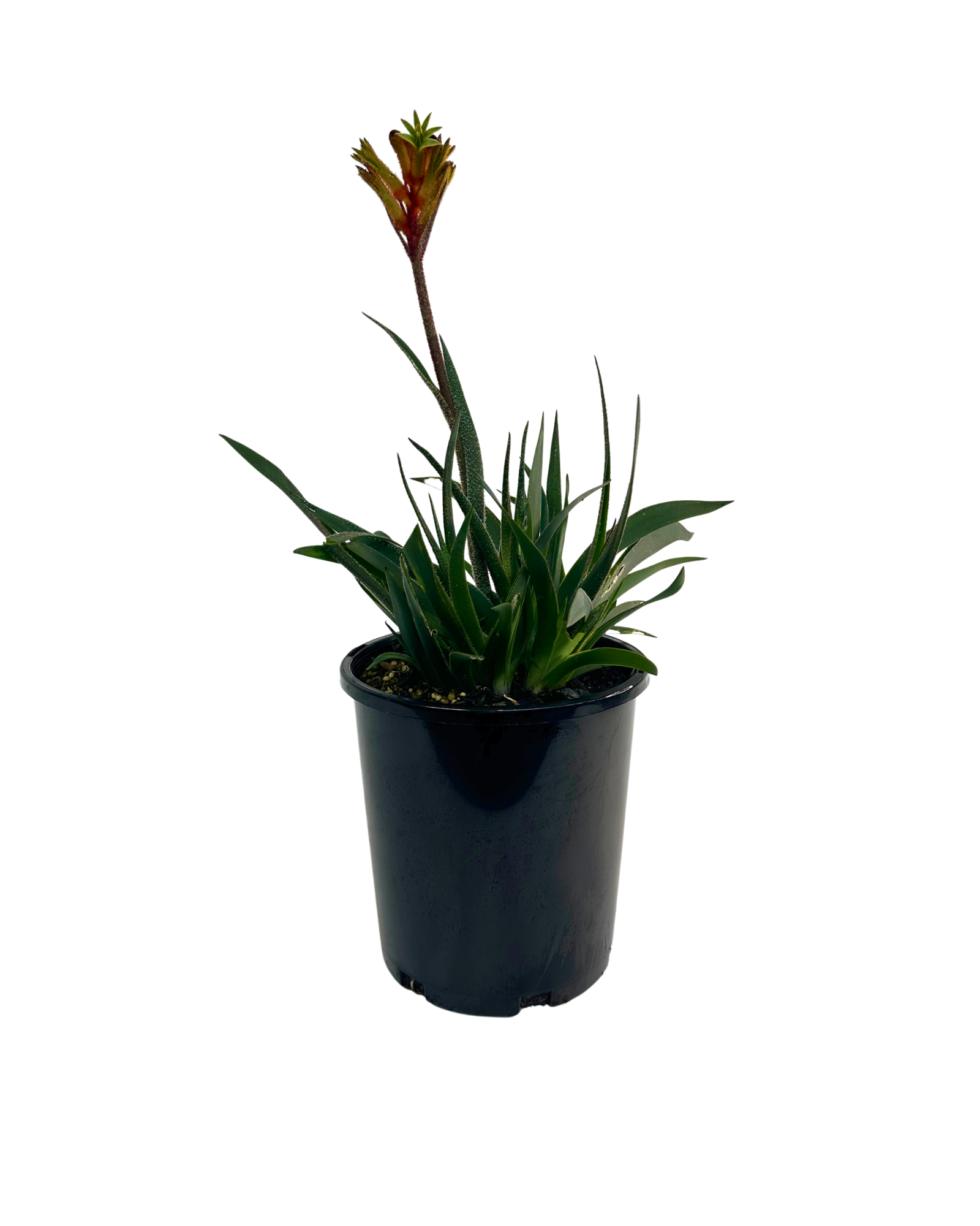 Anigozanthos Bushfire