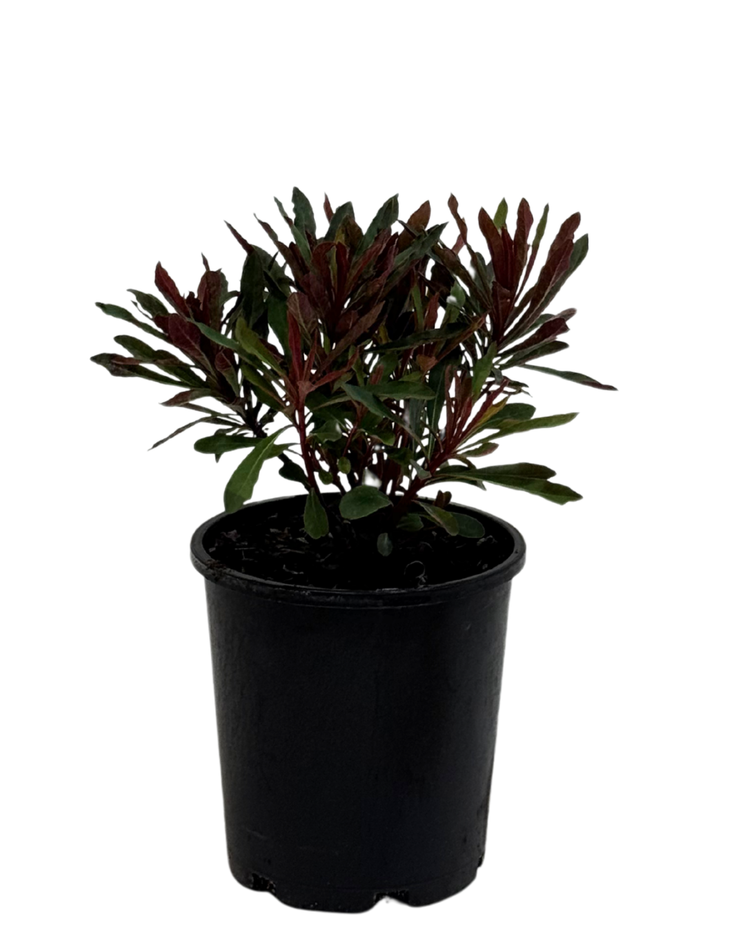Euphorbia Miners Merlot