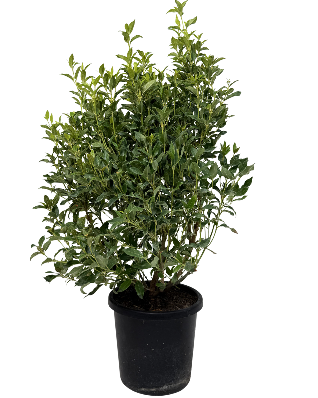 Viburnum Tinus