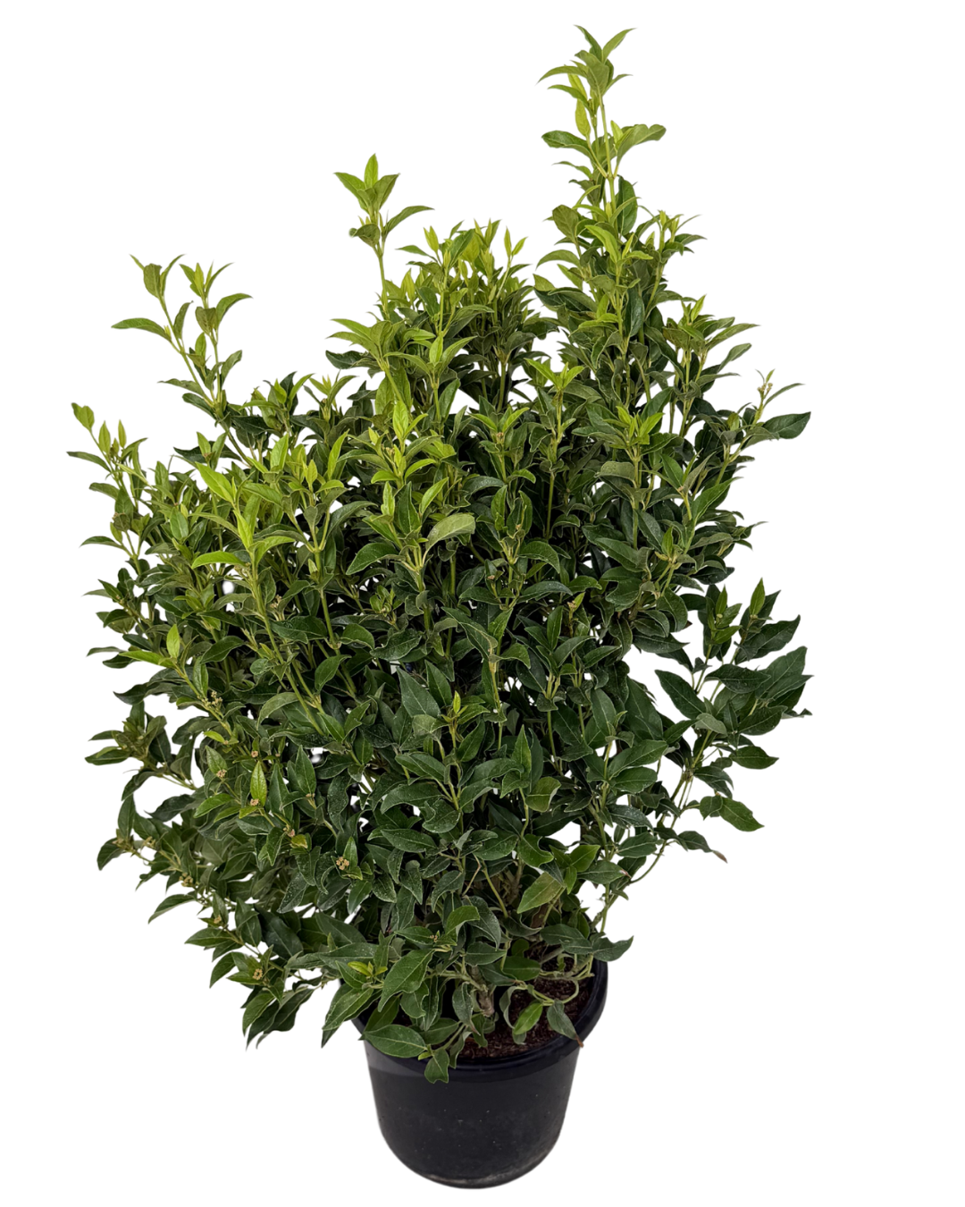 Viburnum Tinus