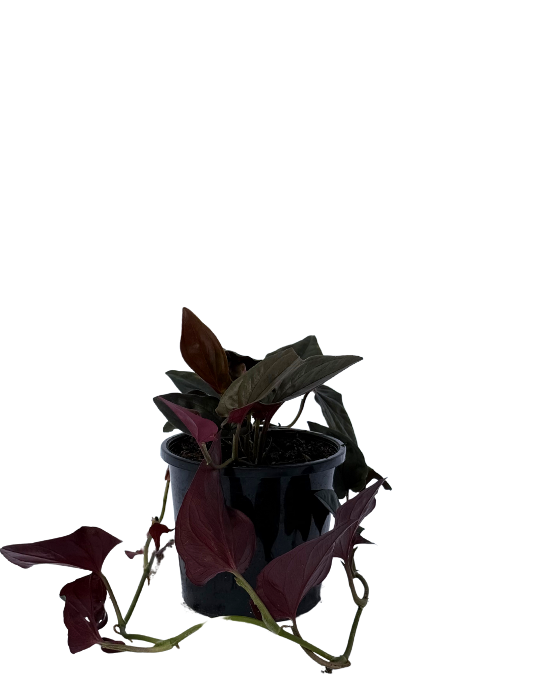 Syngonium Red Arrow