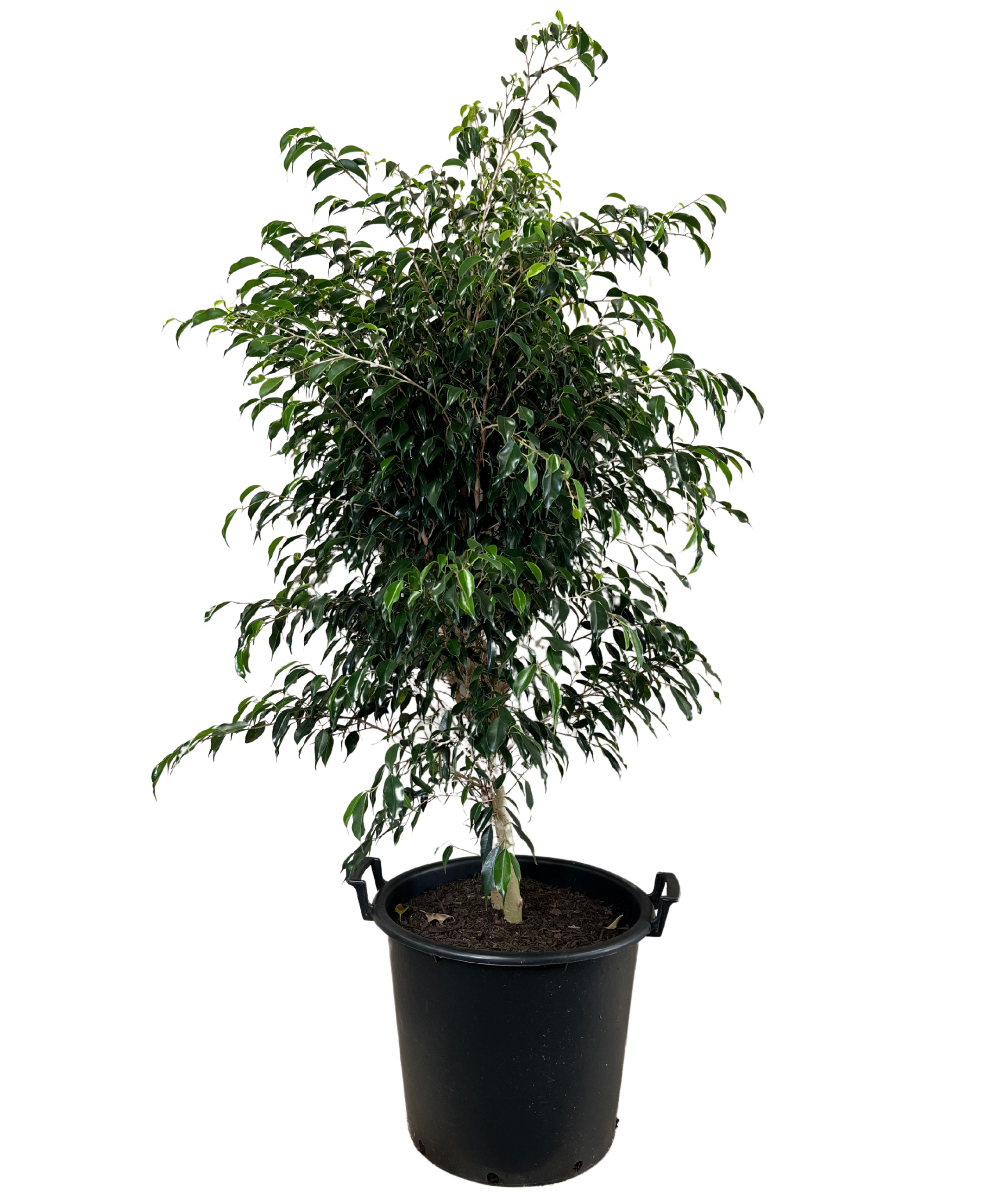 Ficus Midnight Petite