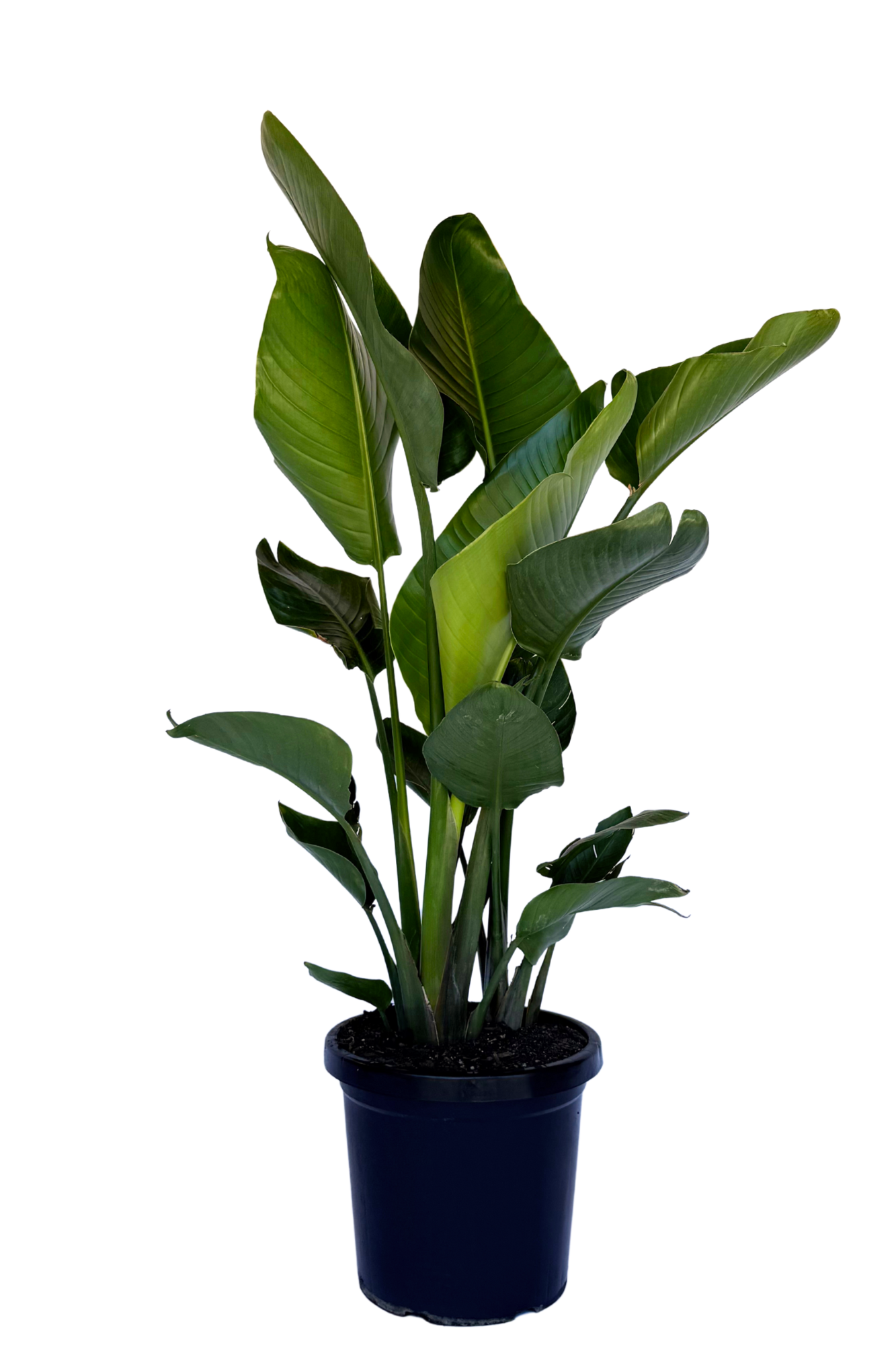 Bird of Paradise - Strelitzia Nicolai