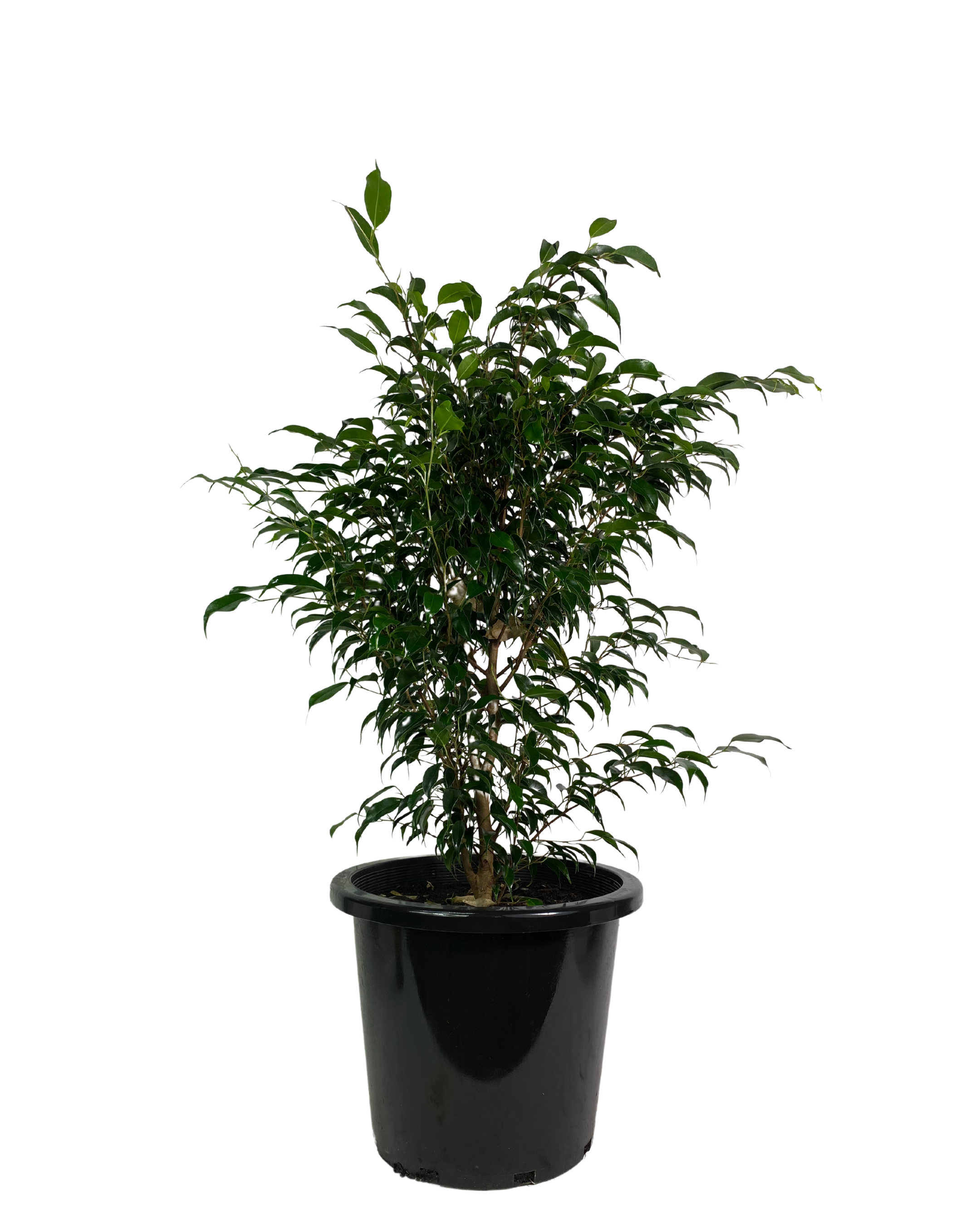 Ficus Midnight Petite