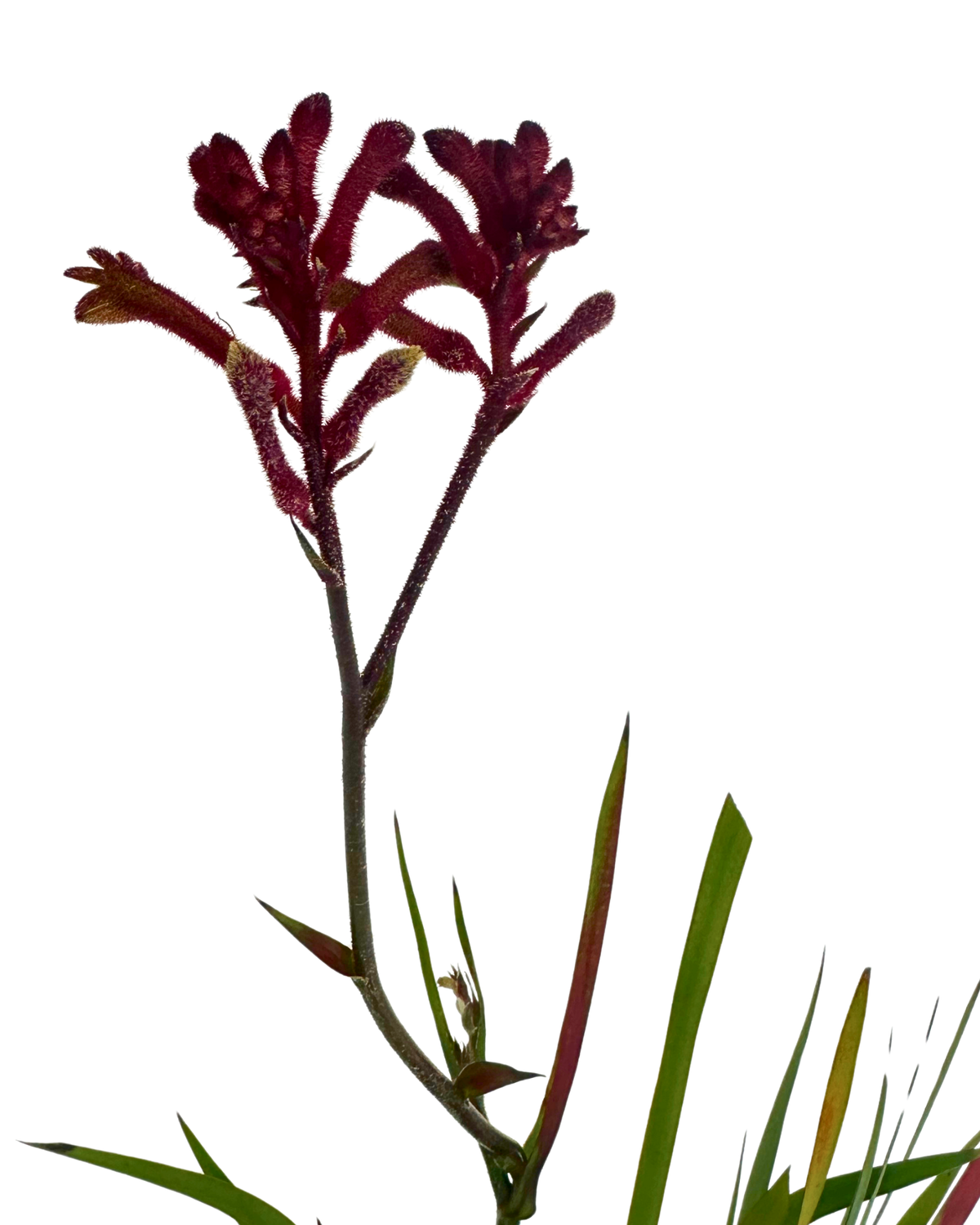 Kangaroo Paw - Anigozanthos Bush Elegance