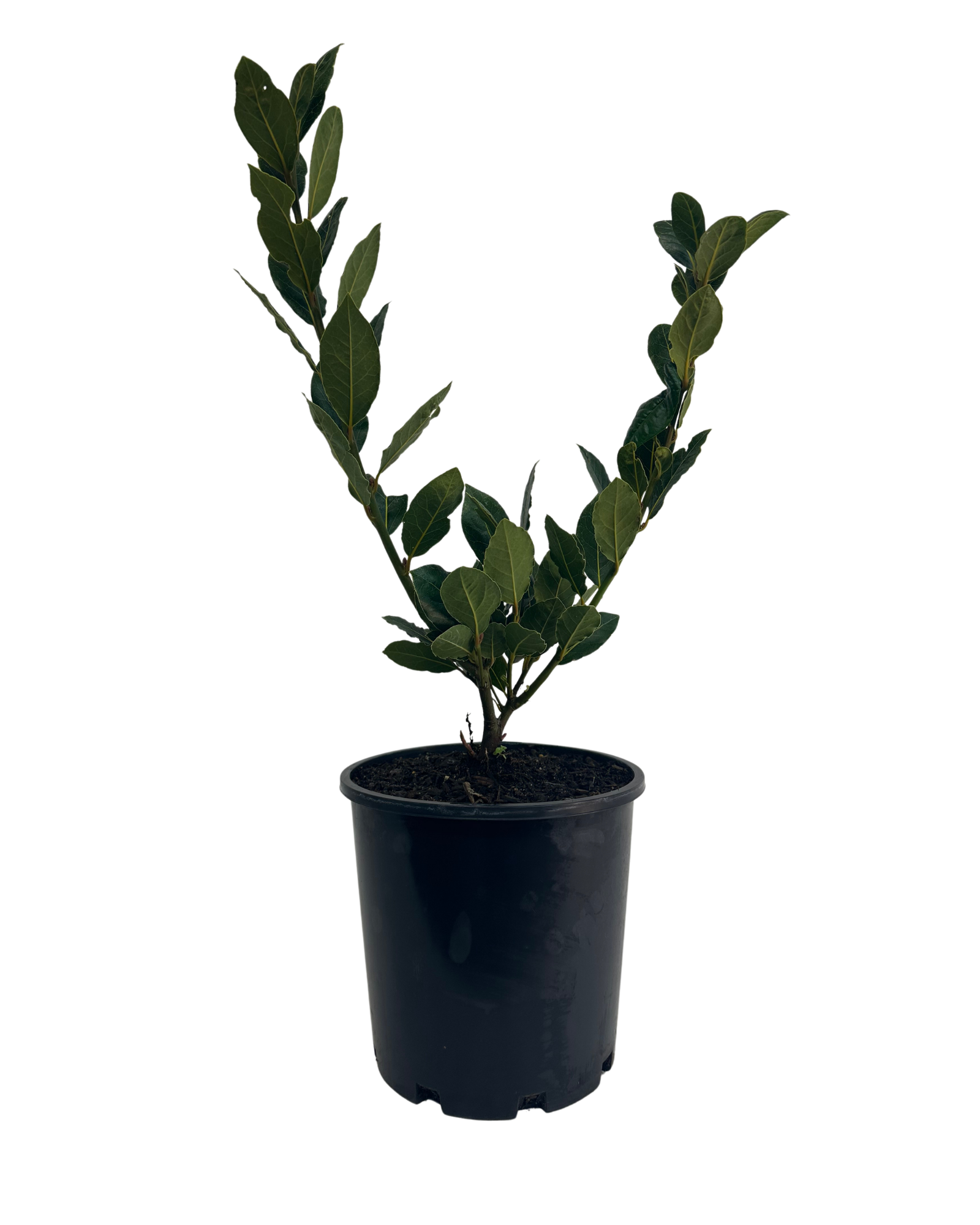 Bay Tree - Laurus Baby Bay Tree
