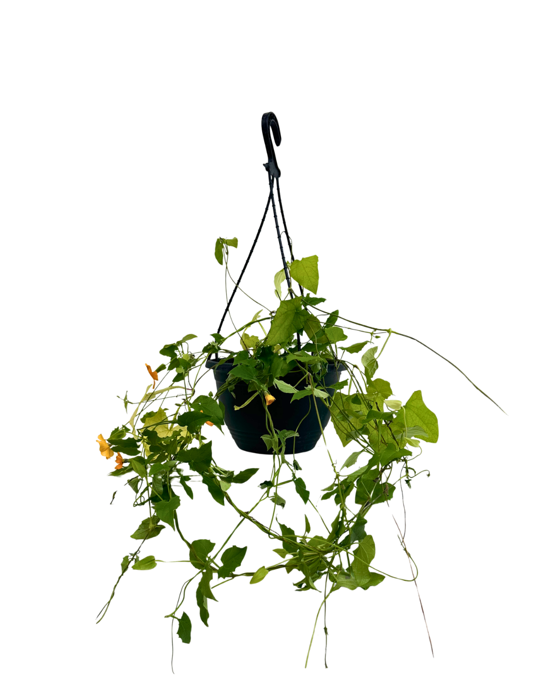 Thunbergia Black Eyed Susan - Hanging Basket