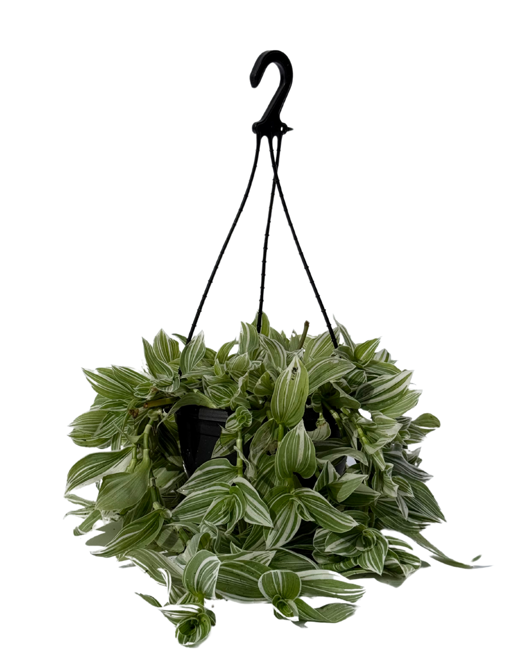 Tradescantia Quicksilver - Hanging Basket