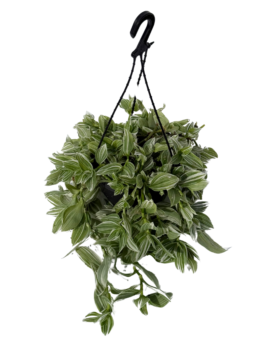 Tradescantia Quicksilver - Hanging Basket