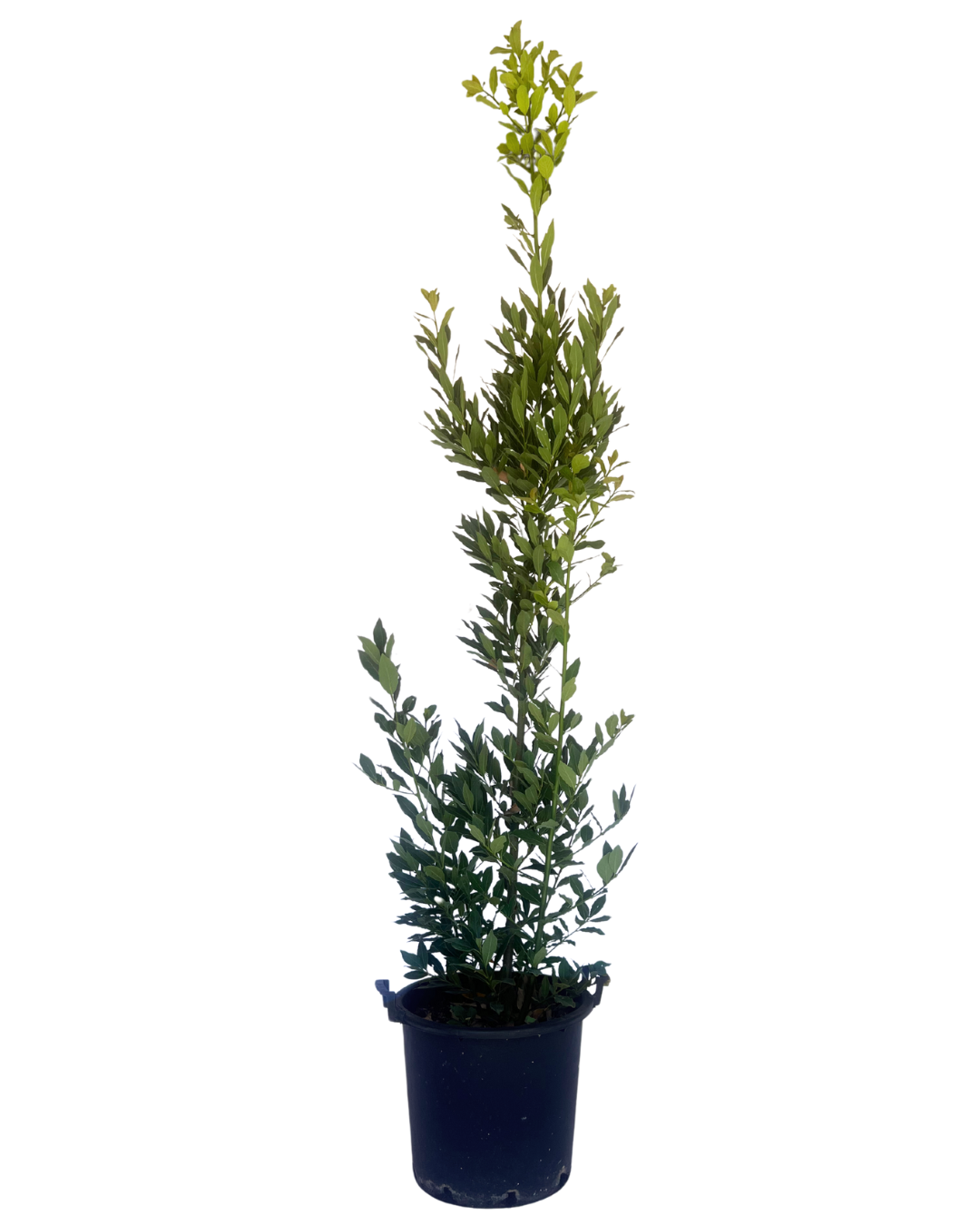 Bay Tree - Laurus Nobilis Miles Choice