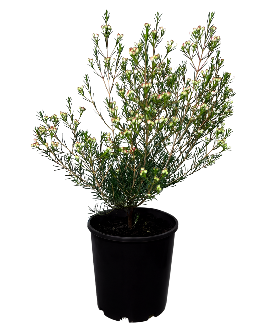 Geraldton Wax - Chamelaucium Ninas Delight