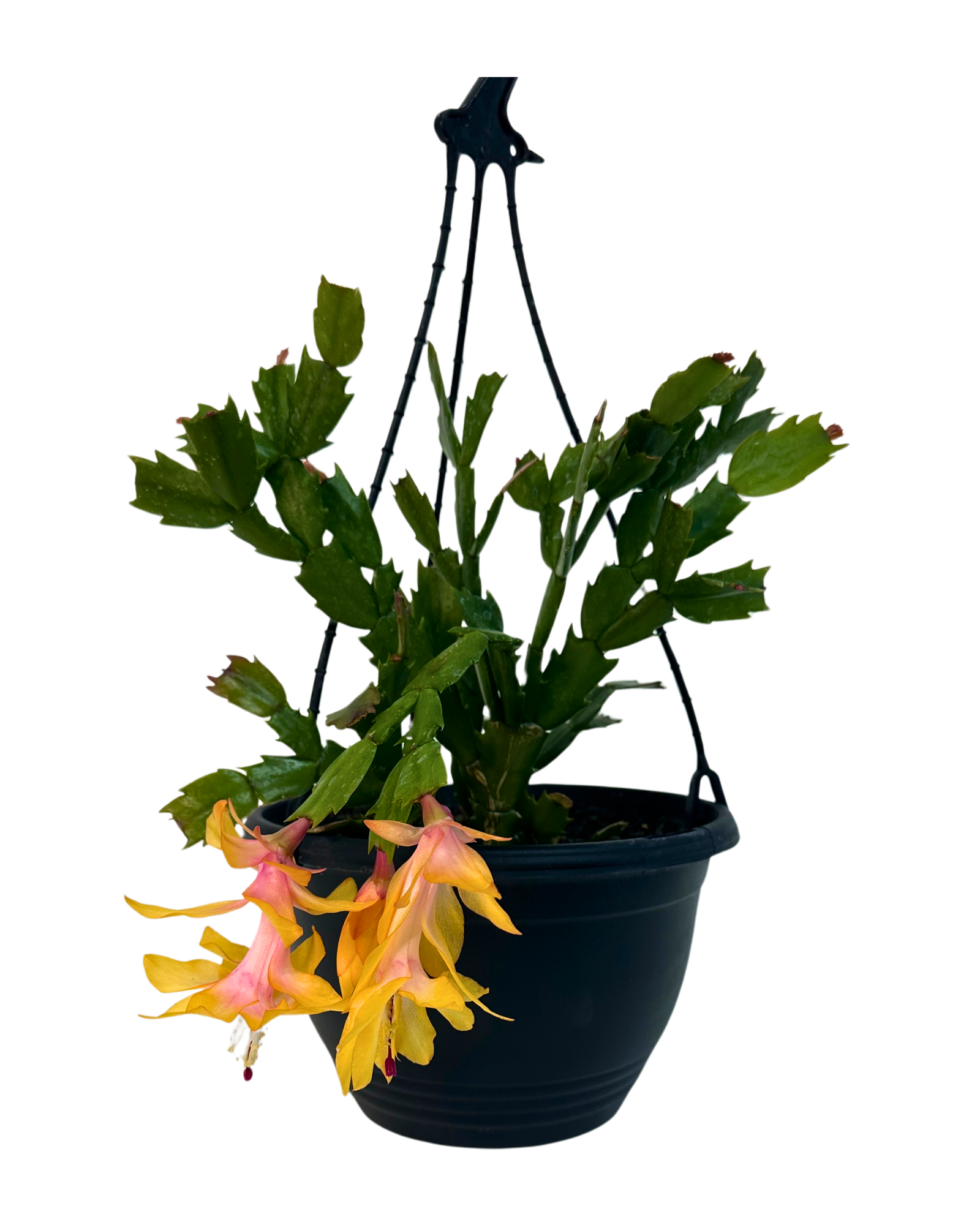 Zygocactus Sophie - Hanging Basket