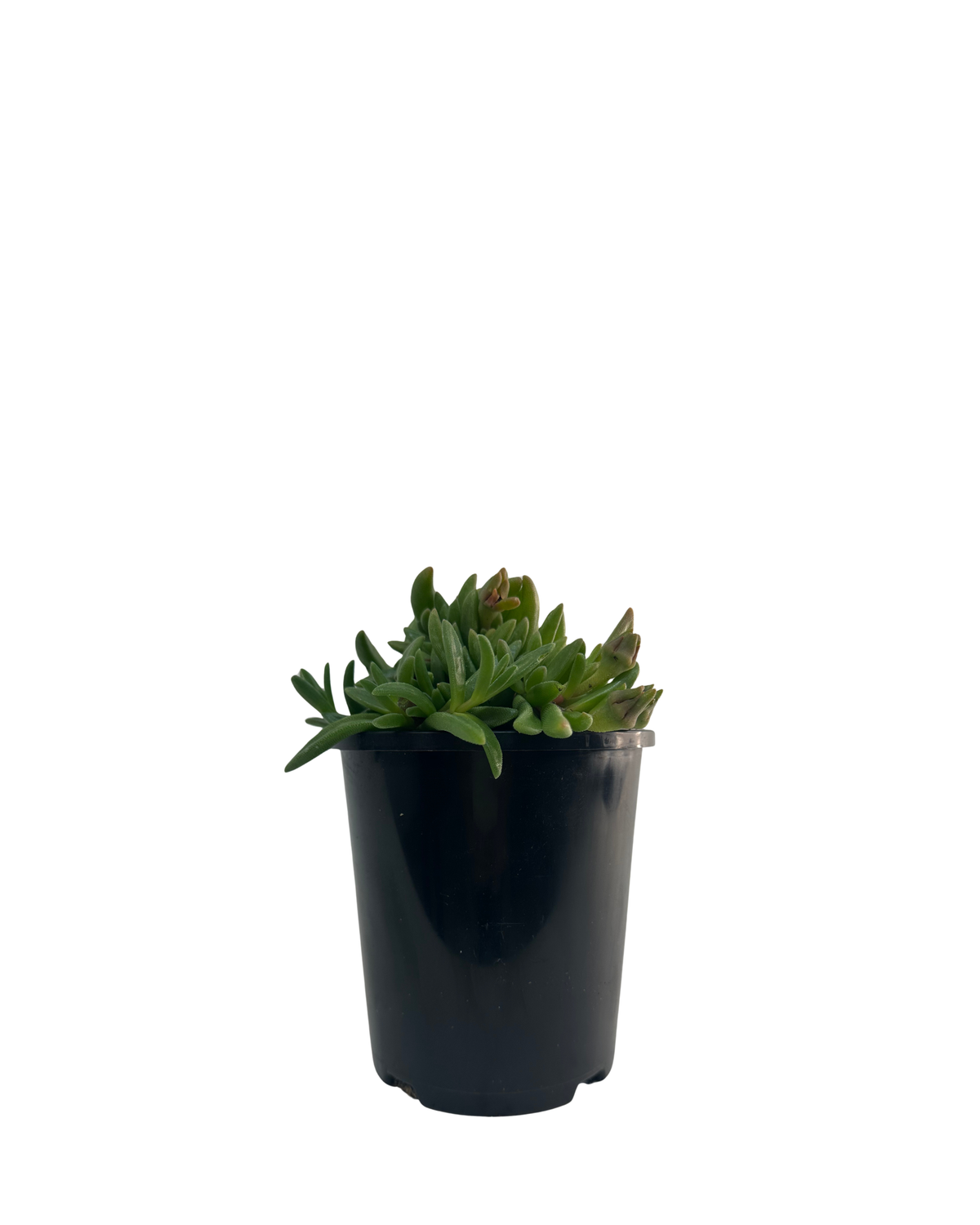 Delosperma Sunset Orange