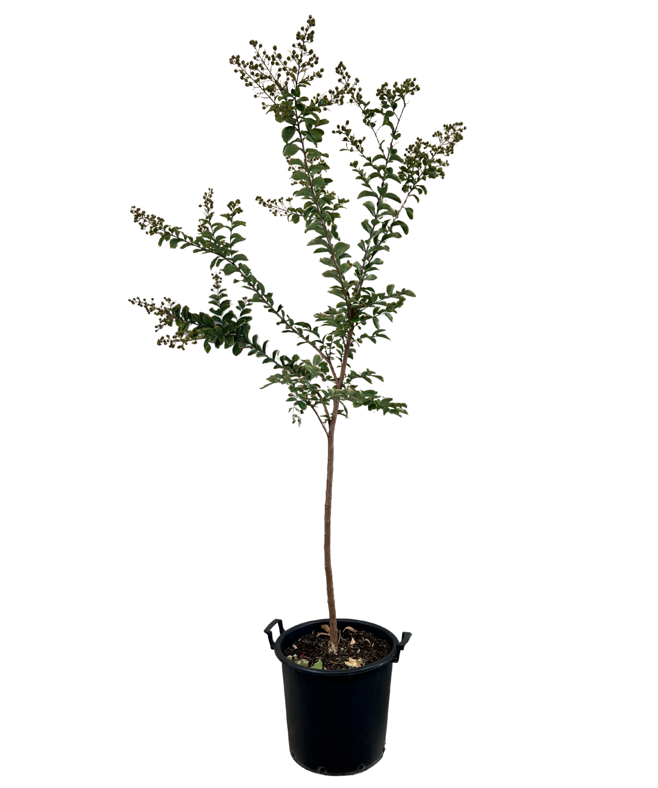 Lagerstroemia Comanche
