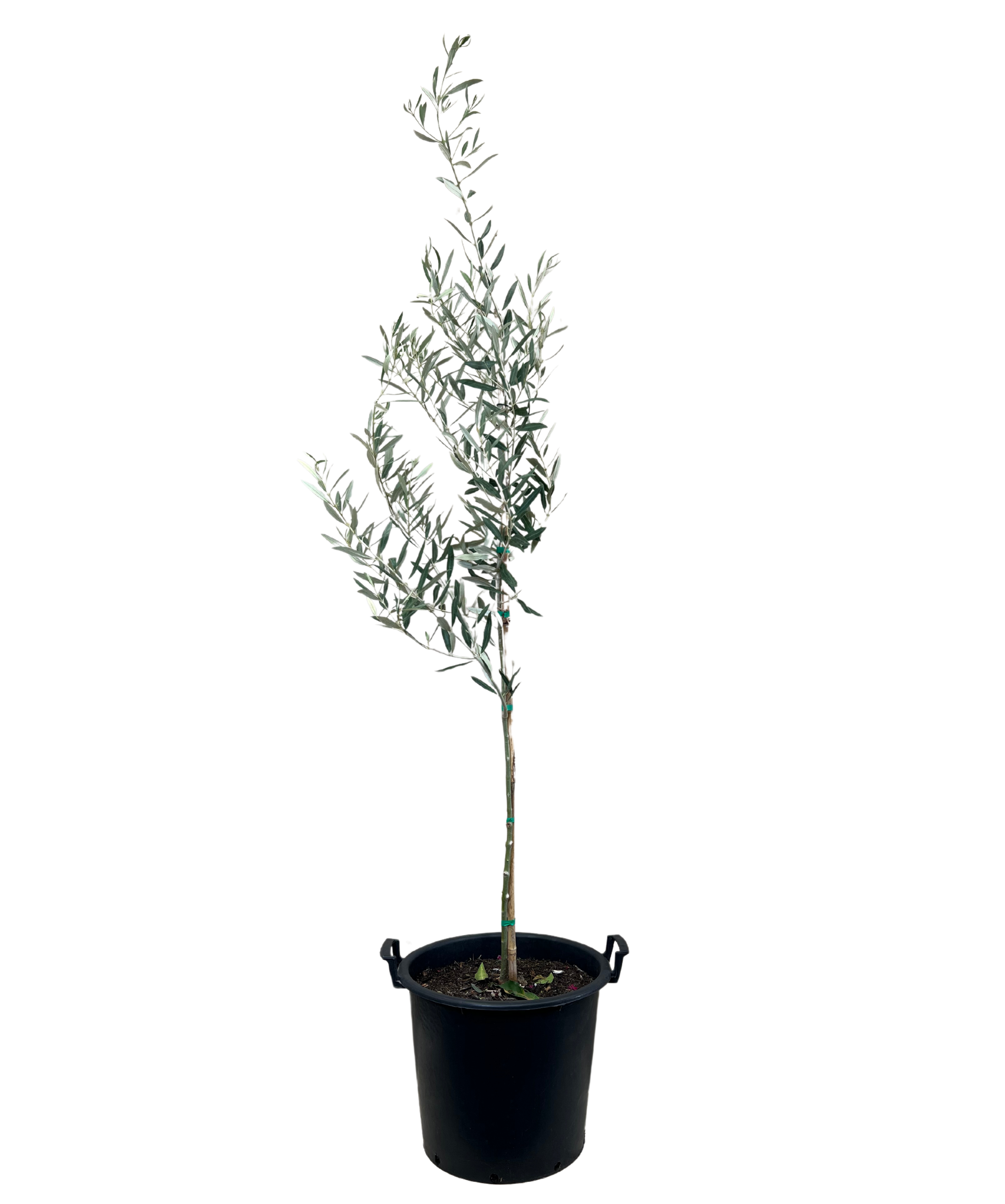 Olive - Olea Verdale