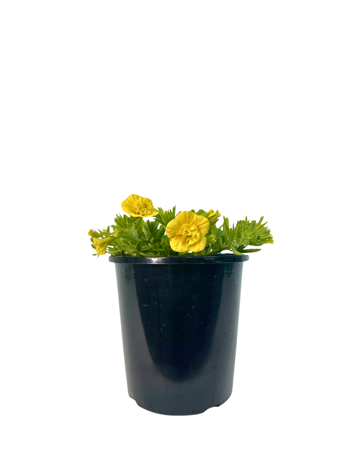 Calibrachoa Rosies Yellow