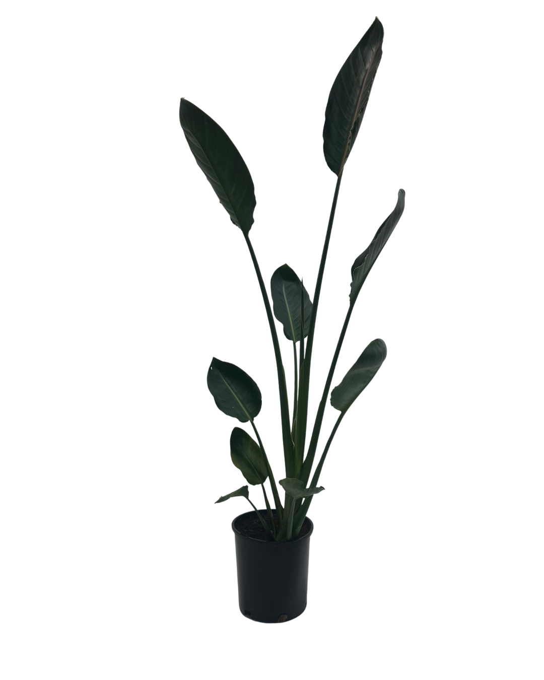 Strelitzia Reginae