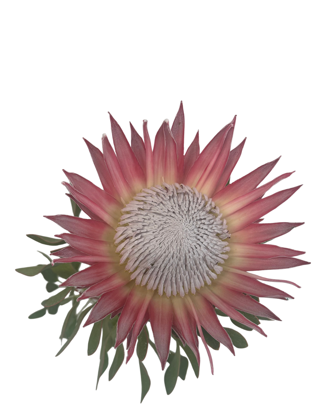 Protea King Pink