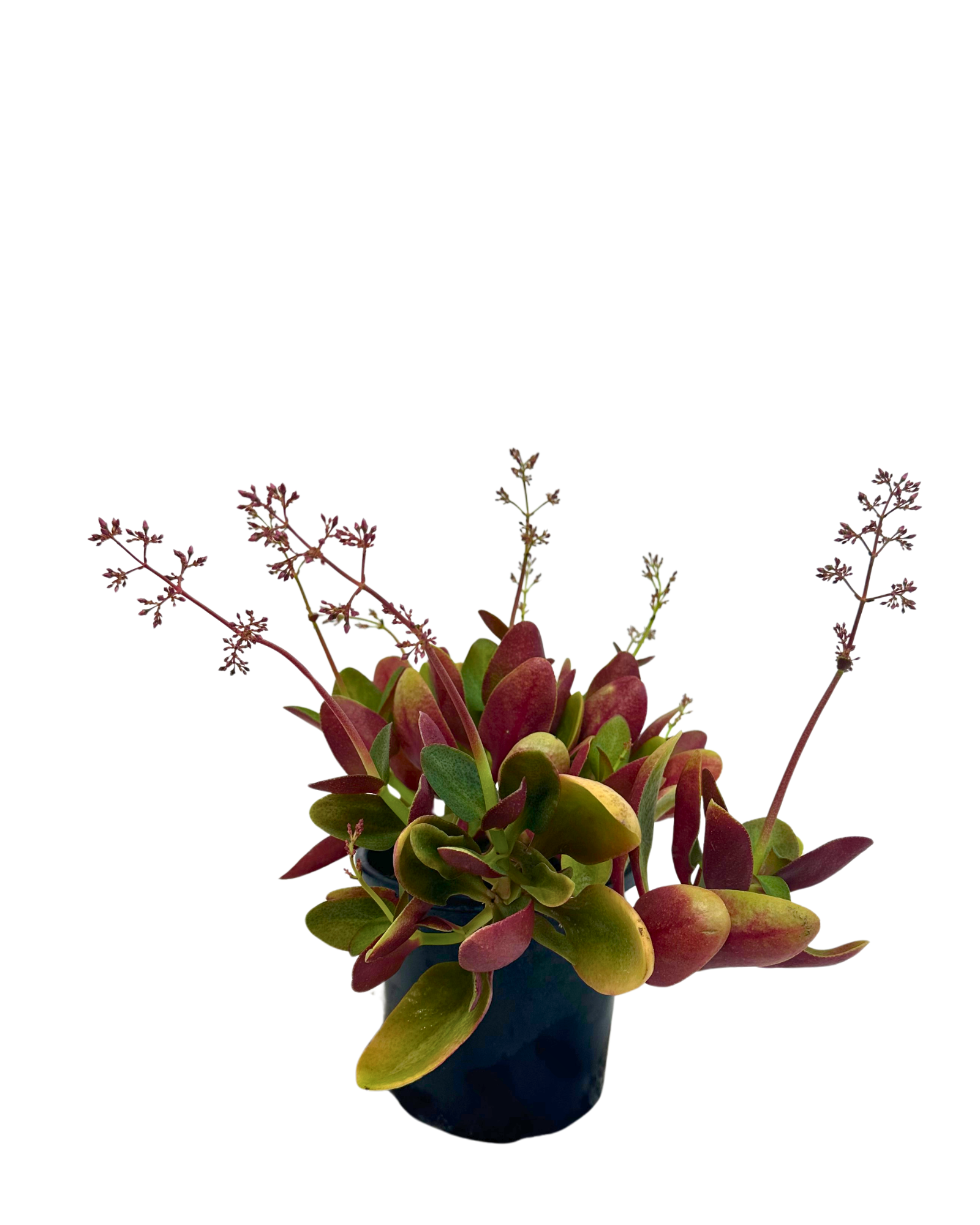 Crassula Purple Dragon