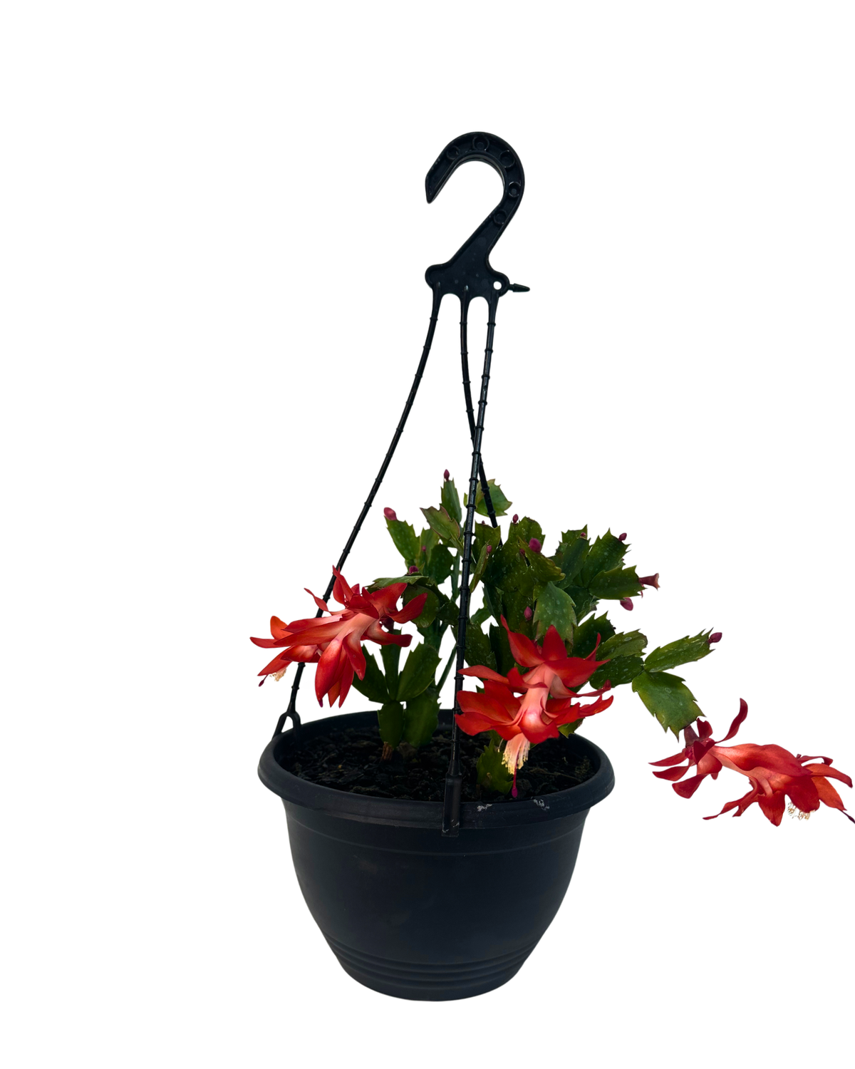 Zygocactus Rio Brazil - Hanging Basket