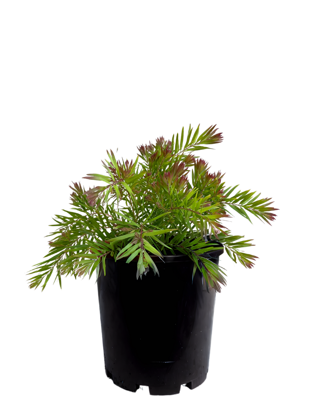 Acacia Fimbriata Crimson Blush