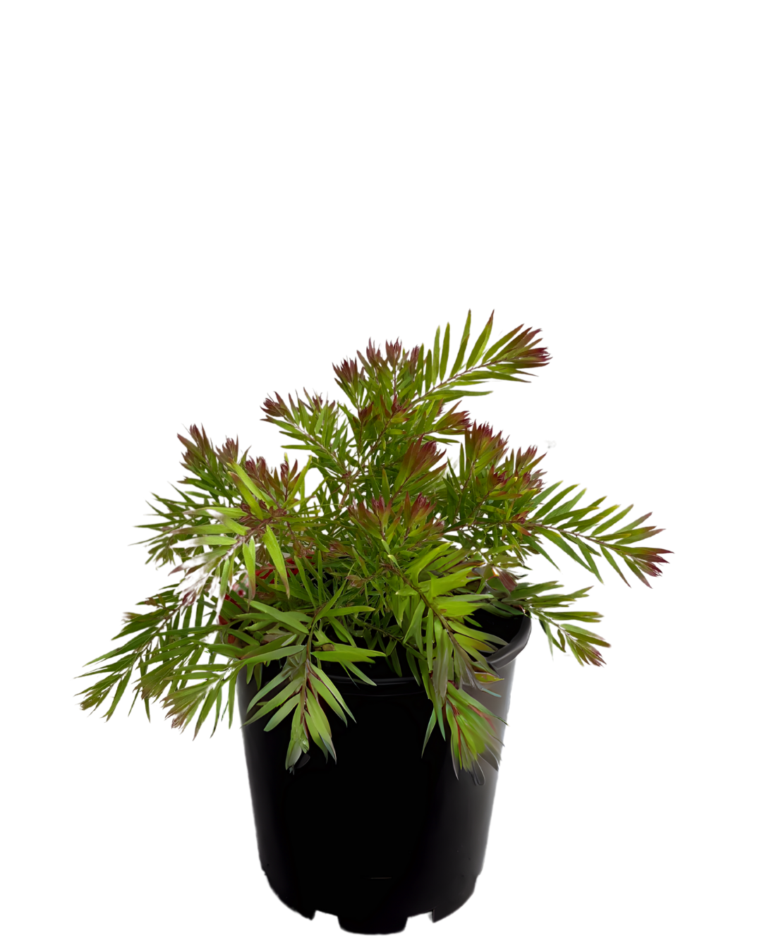 Acacia Fimbriata Crimson Blush