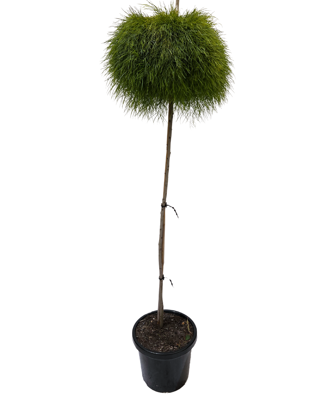 Acacia Cognata Limelight Standard