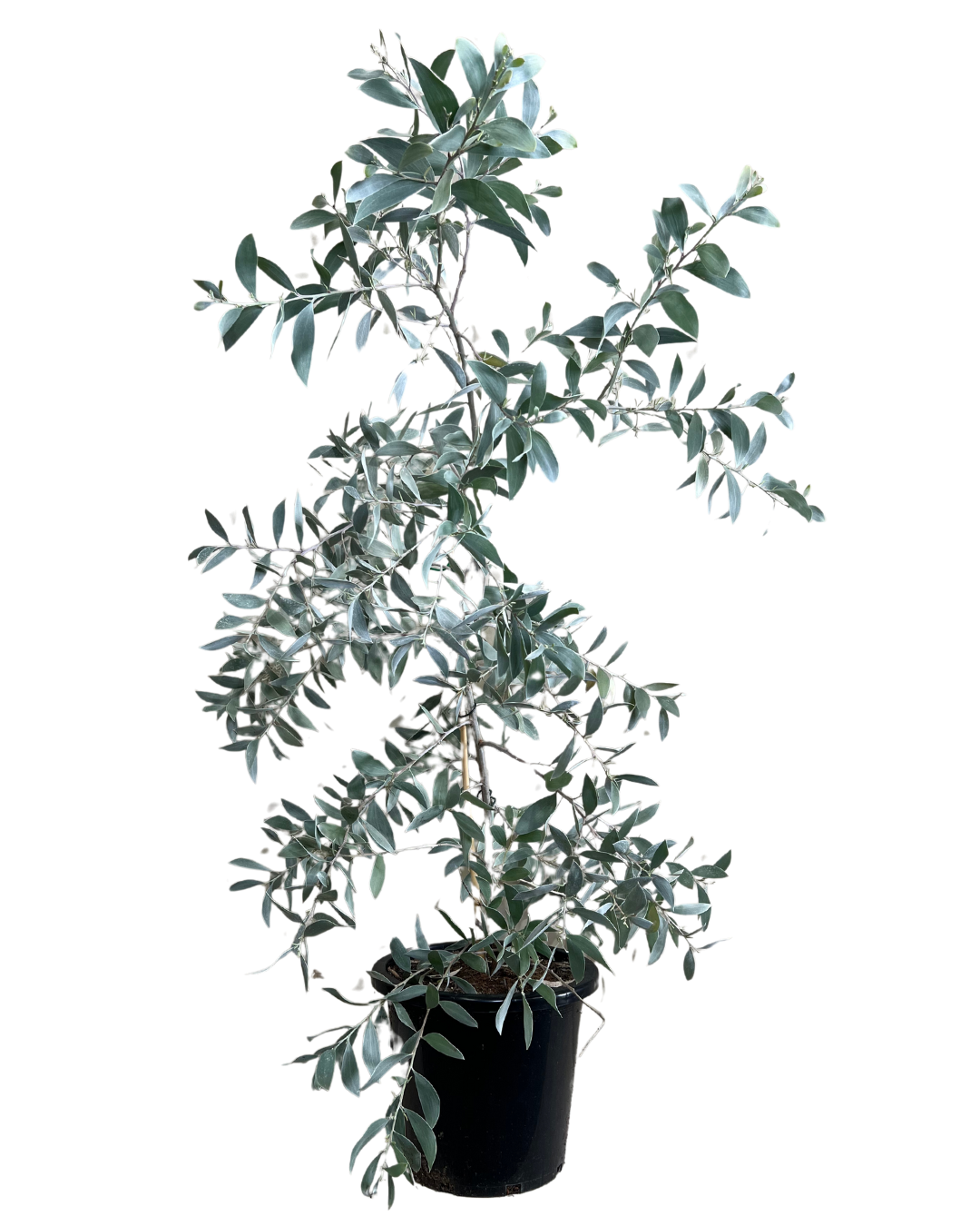 Acacia Sterling Silver