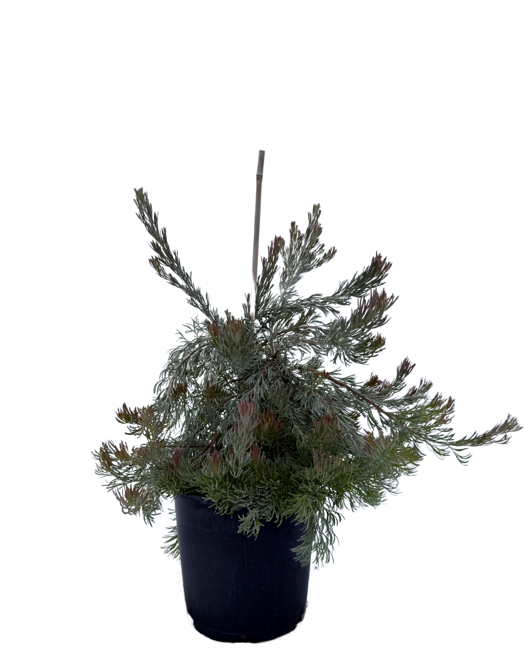 Adenanthos Cunninghamii