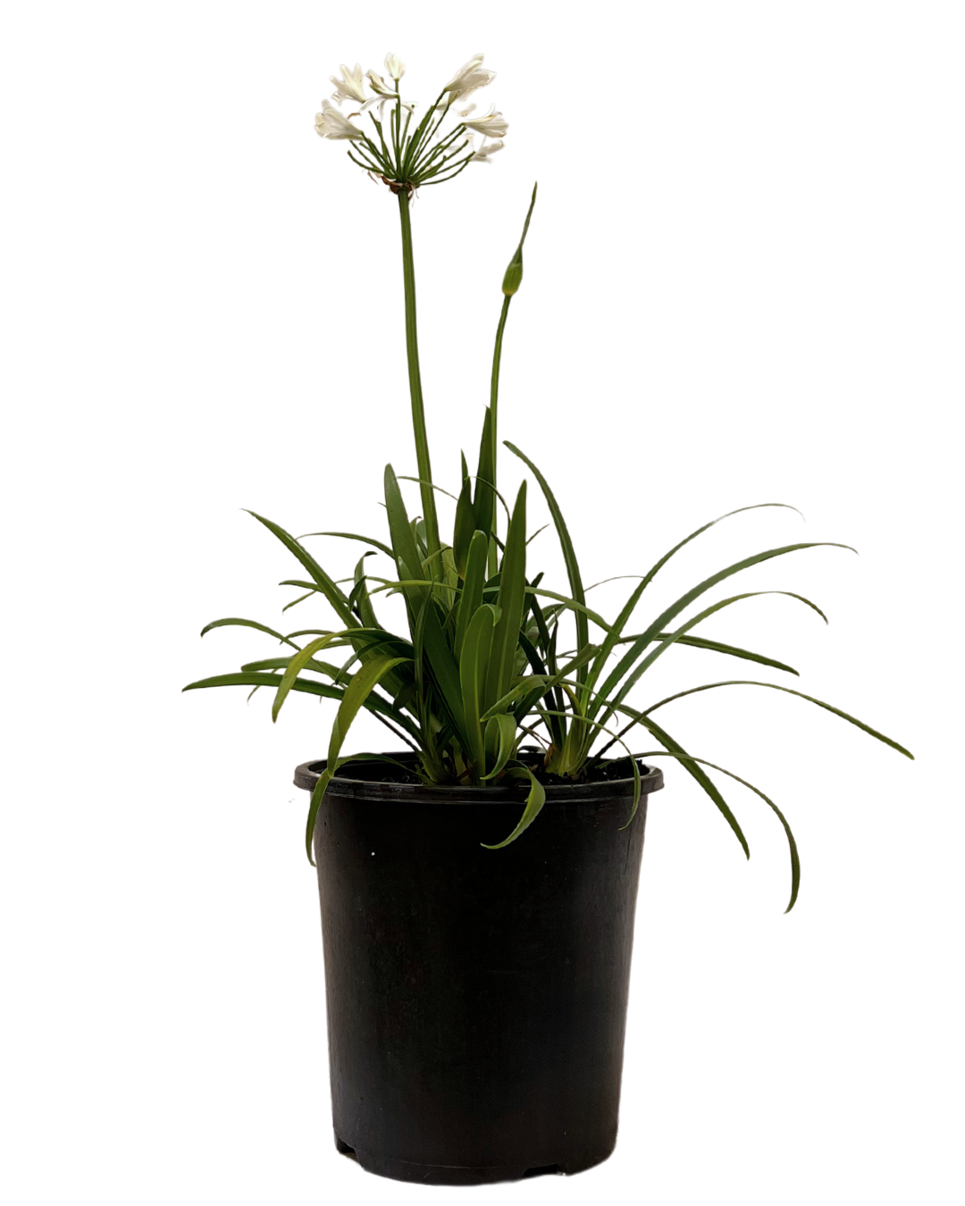 Agapanthus Bingo White