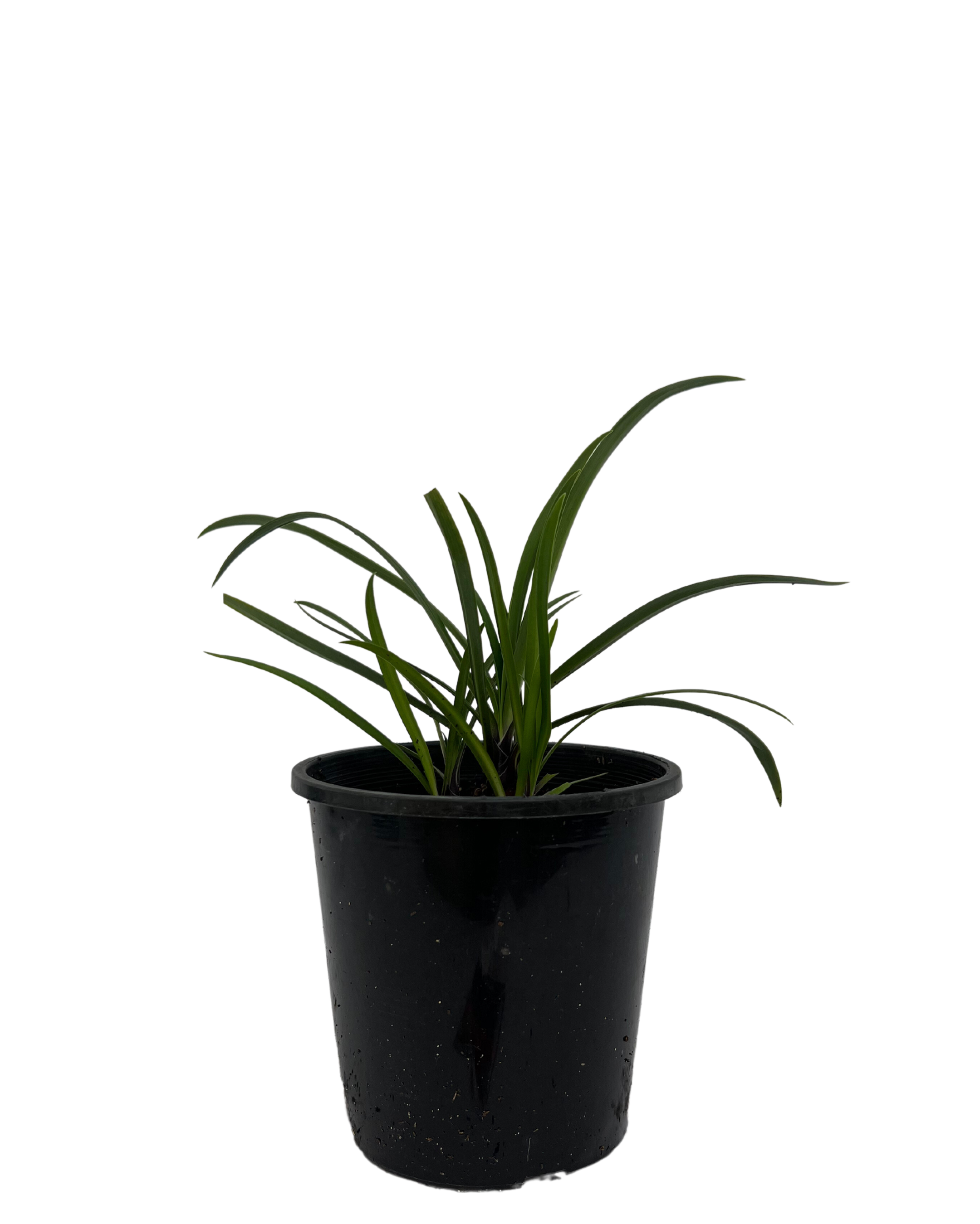 Agapanthus Buccaneer