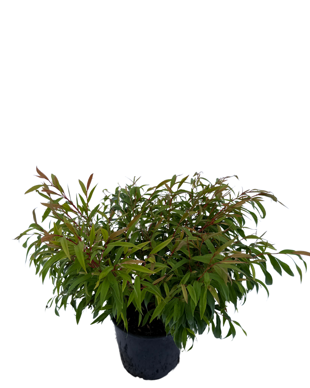 Agonis Flexuosa Nana