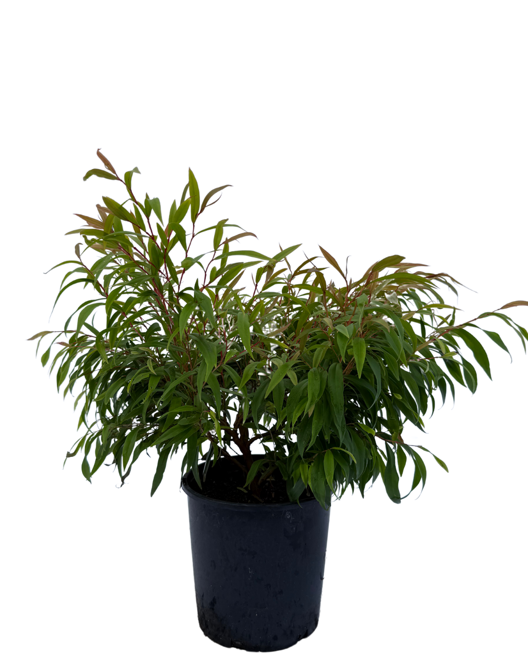 Agonis Flexuosa Nana