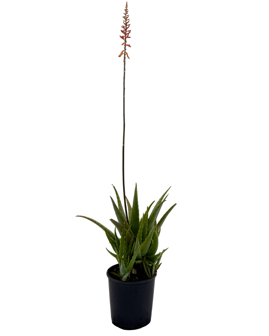 Aloe Vera | Succulent Perth