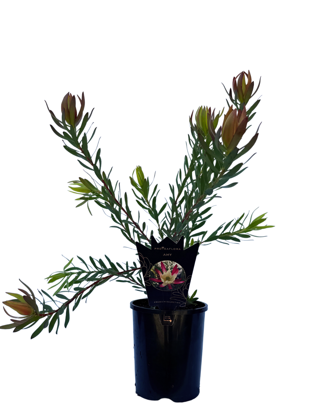 Leucodendron Salignum Amy